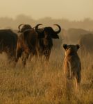 So you have always wanted to - Experience the classic Botswana fly-in safari - Great Plains Conservation