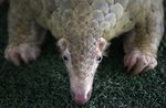 Record Singapore bust puts scrutiny on overlooked pangolin (Update) - Phys.org