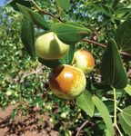 Overcoming barriers to development of the - Australian jujube industry by Rachelle Johnstone