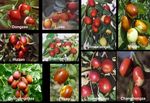 Overcoming barriers to development of the - Australian jujube industry by Rachelle Johnstone