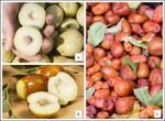 Overcoming barriers to development of the - Australian jujube industry by Rachelle Johnstone