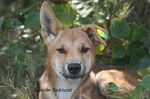 REVIEW OF THE FRASER ISLAND DINGO MANAGEMENT STRATEGY - Submitted by Save Fraser Island Dingoes Inc.