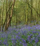 Local Produce Guide 2021/22 - The New Forest Marque