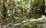 The success of bufferzones - Wai-o-te-Kauri Stream where the Kauri grows - Forest and Bird