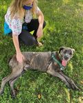 Humane Society of Chittenden County 2020 Report to the Community - Humane Society of Chittenden County - 142 Kindness Court South Burlington, VT ...