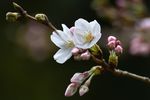 The art and science of Japan's cherry blossom forecast - Phys.org