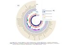 Early response of methanogenic archaea to H2 as evaluated by metagenomics and metatranscriptomics