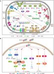 SURVEY AND SUMMARY Cyclic di-AMP, a second messenger of primary importance: tertiary structures and binding mechanisms