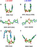 SURVEY AND SUMMARY Cyclic di-AMP, a second messenger of primary importance: tertiary structures and binding mechanisms