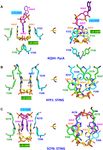 SURVEY AND SUMMARY Cyclic di-AMP, a second messenger of primary importance: tertiary structures and binding mechanisms