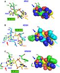 SURVEY AND SUMMARY Cyclic di-AMP, a second messenger of primary importance: tertiary structures and binding mechanisms