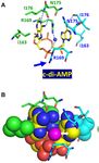 SURVEY AND SUMMARY Cyclic di-AMP, a second messenger of primary importance: tertiary structures and binding mechanisms