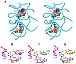 SURVEY AND SUMMARY Cyclic di-AMP, a second messenger of primary importance: tertiary structures and binding mechanisms