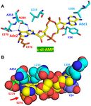 SURVEY AND SUMMARY Cyclic di-AMP, a second messenger of primary importance: tertiary structures and binding mechanisms