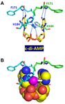 SURVEY AND SUMMARY Cyclic di-AMP, a second messenger of primary importance: tertiary structures and binding mechanisms