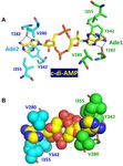 SURVEY AND SUMMARY Cyclic di-AMP, a second messenger of primary importance: tertiary structures and binding mechanisms