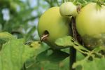 Tomato Leaf Mold Diseases - Vegetable Crops Hotline