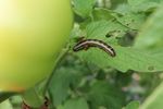 Tomato Leaf Mold Diseases - Vegetable Crops Hotline