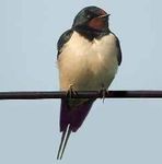 Swifts, swallows and house martins are amongst the most endearing of British breeding birds. They are not resident, escaping to warmer climes to ...