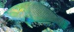 Review of the Indo-Pacific labrid fish genus Hemigymnus