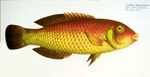 Review of the Indo-Pacific labrid fish genus Hemigymnus