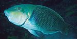 Review of the Indo-Pacific labrid fish genus Hemigymnus