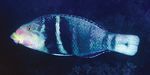 Review of the Indo-Pacific labrid fish genus Hemigymnus