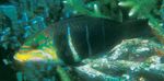 Review of the Indo-Pacific labrid fish genus Hemigymnus