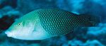 Review of the Indo-Pacific labrid fish genus Hemigymnus