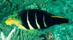 Review of the Indo-Pacific labrid fish genus Hemigymnus