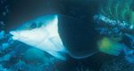 Review of the Indo-Pacific labrid fish genus Hemigymnus