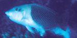Review of the Indo-Pacific labrid fish genus Hemigymnus