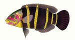 Review of the Indo-Pacific labrid fish genus Hemigymnus