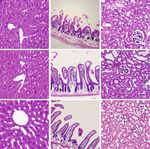 A novel mouse model of heatstroke accounting for ambient temperature and relative humidity