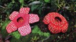 THE GARDENS OF SINGAPORE - ENTHUSING AND EDUCATING THE PUBLIC IN THE WORLD OF PLANTS - Royal Botanic Garden ...