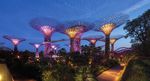 THE GARDENS OF SINGAPORE - ENTHUSING AND EDUCATING THE PUBLIC IN THE WORLD OF PLANTS - Royal Botanic Garden ...