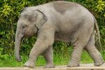 Information Pack - Volunteer with Elephants 7 - 17 November 2020 - Different Travel