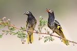 Threatened Species Strategy Action Plan 2015-16 20 birds by 2020 - 20 birds ...