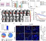Mesenchymal stromal exosome-functionalized scaffolds induce innate and adaptive immunomodulatory responses toward tissue repair