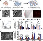 Mesenchymal stromal exosome-functionalized scaffolds induce innate and adaptive immunomodulatory responses toward tissue repair