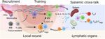 Mesenchymal stromal exosome-functionalized scaffolds induce innate and adaptive immunomodulatory responses toward tissue repair