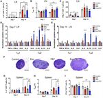 Mesenchymal stromal exosome-functionalized scaffolds induce innate and adaptive immunomodulatory responses toward tissue repair