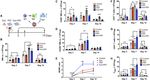 Mesenchymal stromal exosome-functionalized scaffolds induce innate and adaptive immunomodulatory responses toward tissue repair