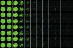 CloneSelect Imager Objective, quantitative assessment of cell growth - Swapcard