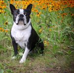 My Happy Place Stop and Smell the Flowers - the DOG WRITERS ASSOCIATION of AMERICA