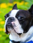 My Happy Place Stop and Smell the Flowers - the DOG WRITERS ASSOCIATION of AMERICA
