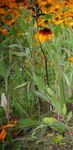 My Happy Place Stop and Smell the Flowers - the DOG WRITERS ASSOCIATION of AMERICA