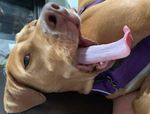 My Happy Place Stop and Smell the Flowers - the DOG WRITERS ASSOCIATION of AMERICA
