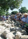 Central West and Orana Regional Plan 2036 - Analysis & Policy ...