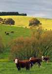 Central West and Orana Regional Plan 2036 - Analysis & Policy ...